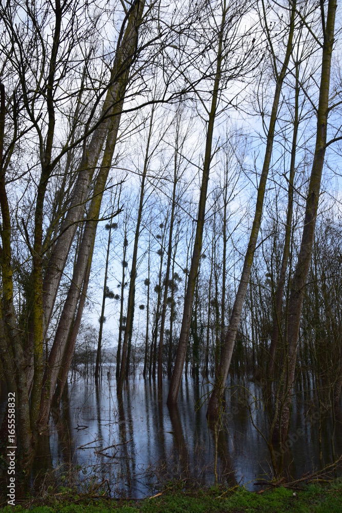 Bois inondé Bois inondé