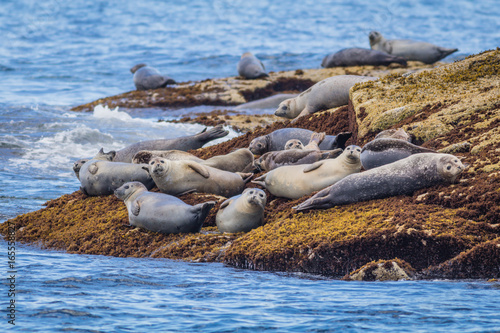 Harbor Seals (Phoca vitulina) loaf on rocks in Coastal Maine