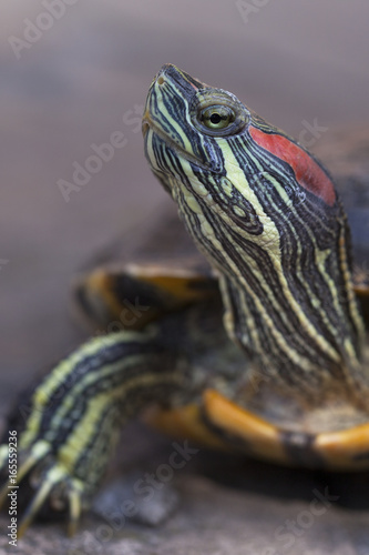 Red eared slider turtle close up portrait with shallow depth of field. Trachemys scripta elegans
