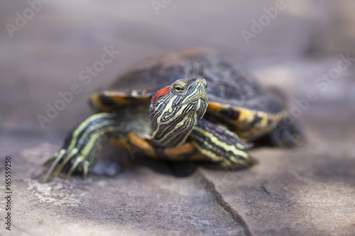 Red eared slider turtle close up portrait with shallow depth of field. Trachemys scripta elegans
