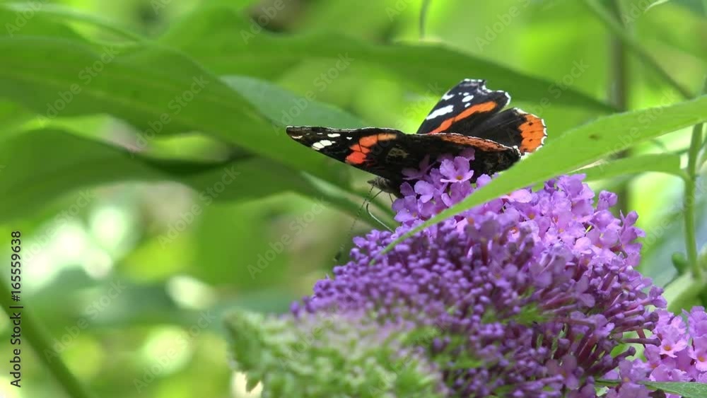 Butterfly red admiral on purple flower 