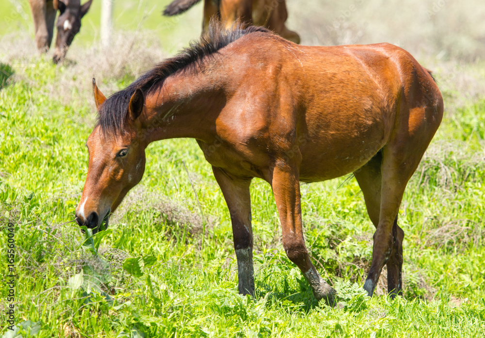 Fototapeta premium A horse in the pasture on a green lawn