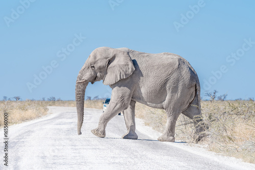 White African elephant  covered with white calcrete dust
