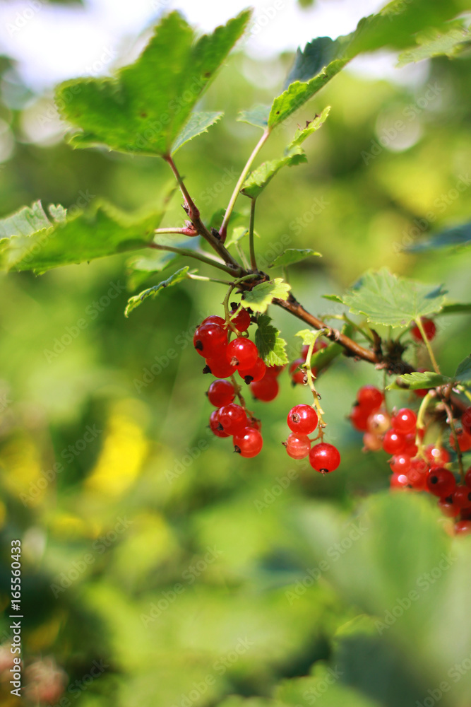 Red currant Red currant