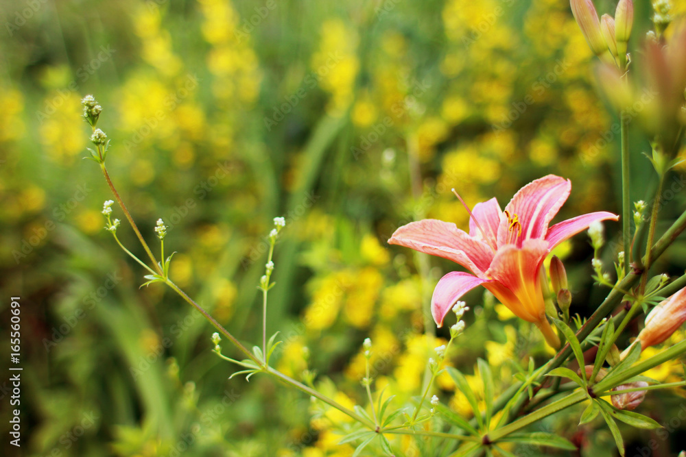 Obraz premium Composition lily