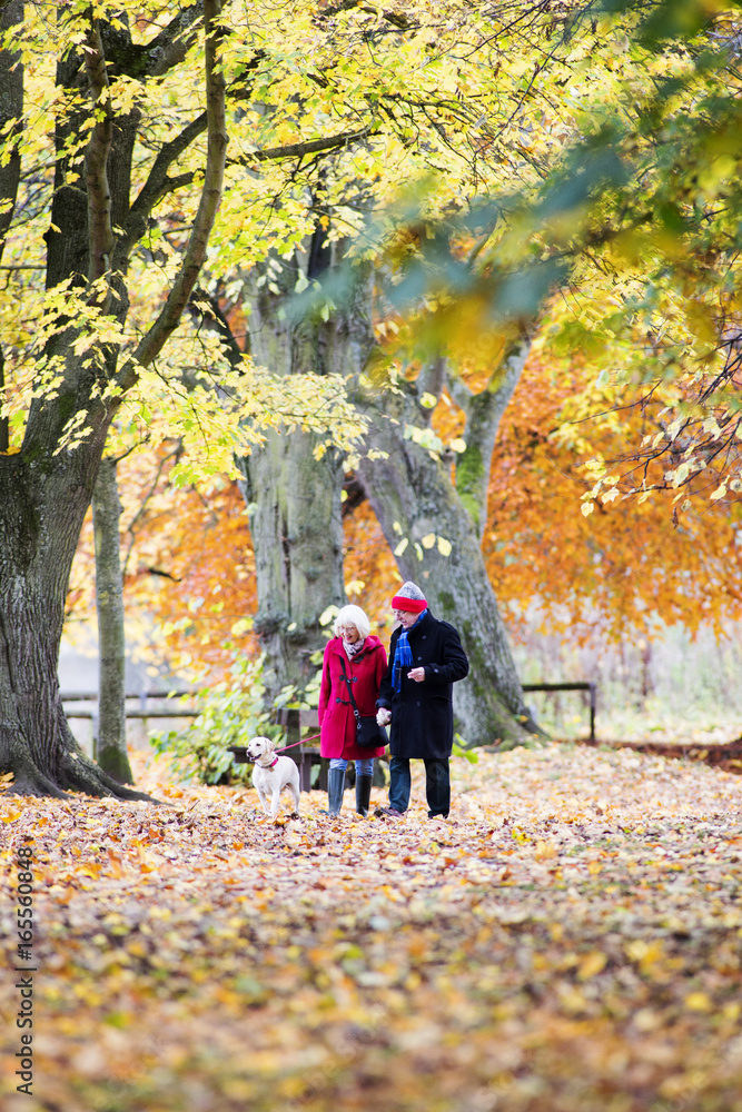 Autumn Walk With The Dog Autumn Walk With The Dog