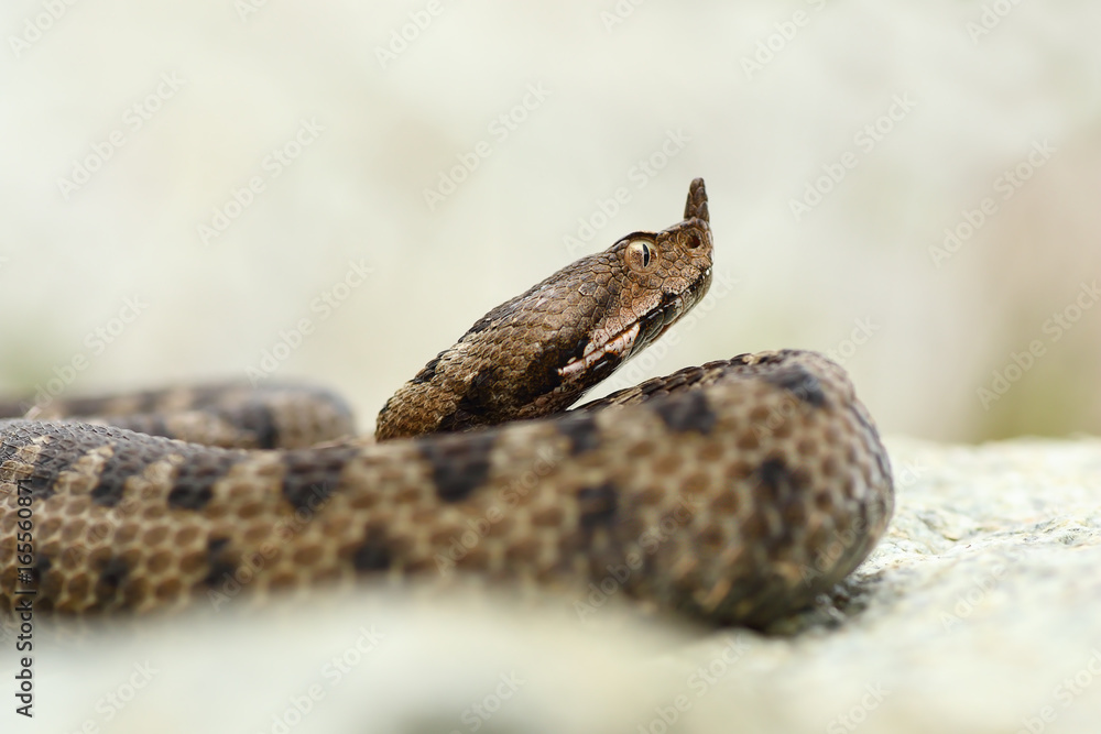 close up portrait of horned adder close up portrait of horned adder
