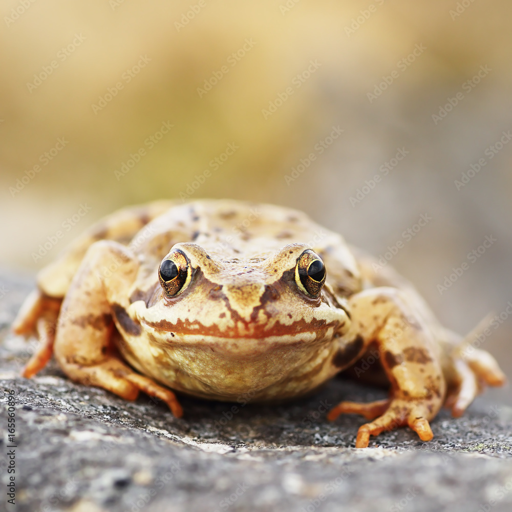 Naklejka premium common brown frog macro image