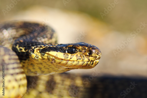 close up of blotched snake head