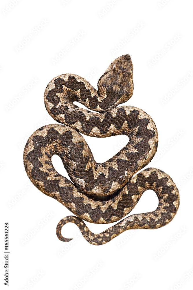 isolated nosed viper isolated nosed viper