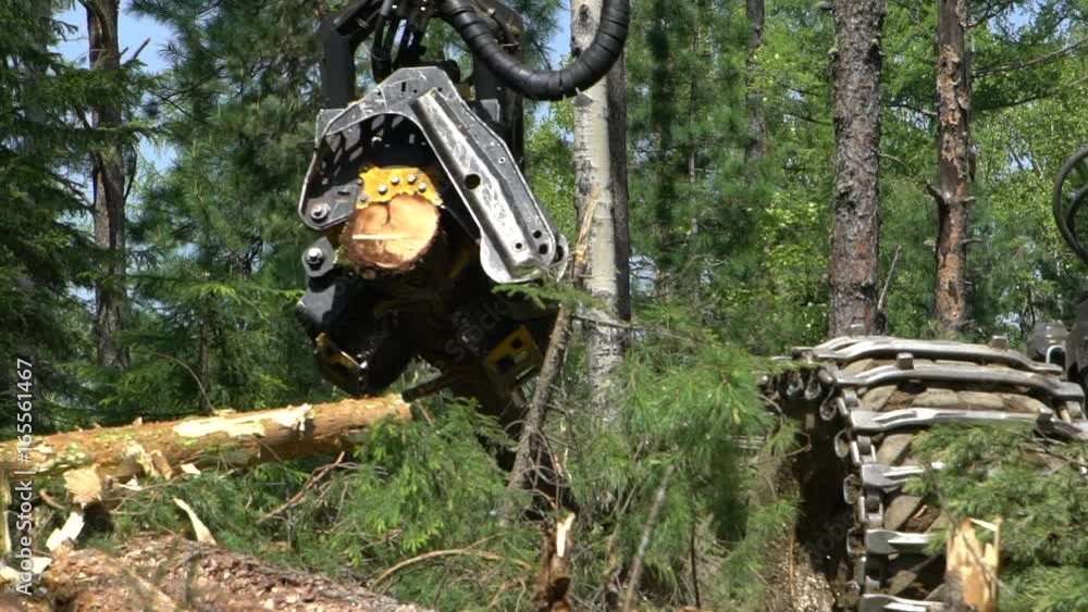 Mechanical arm cuts a freshly chopped tree trunk in a forest