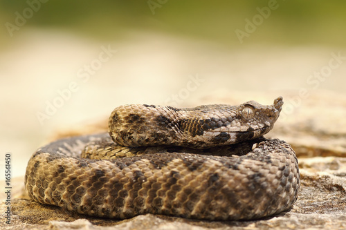 poisonous snake youngster basking on stone