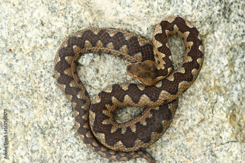 poisonous viper in natural habitat