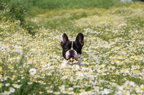 französische bulldogge in einem Feld voll Kamille