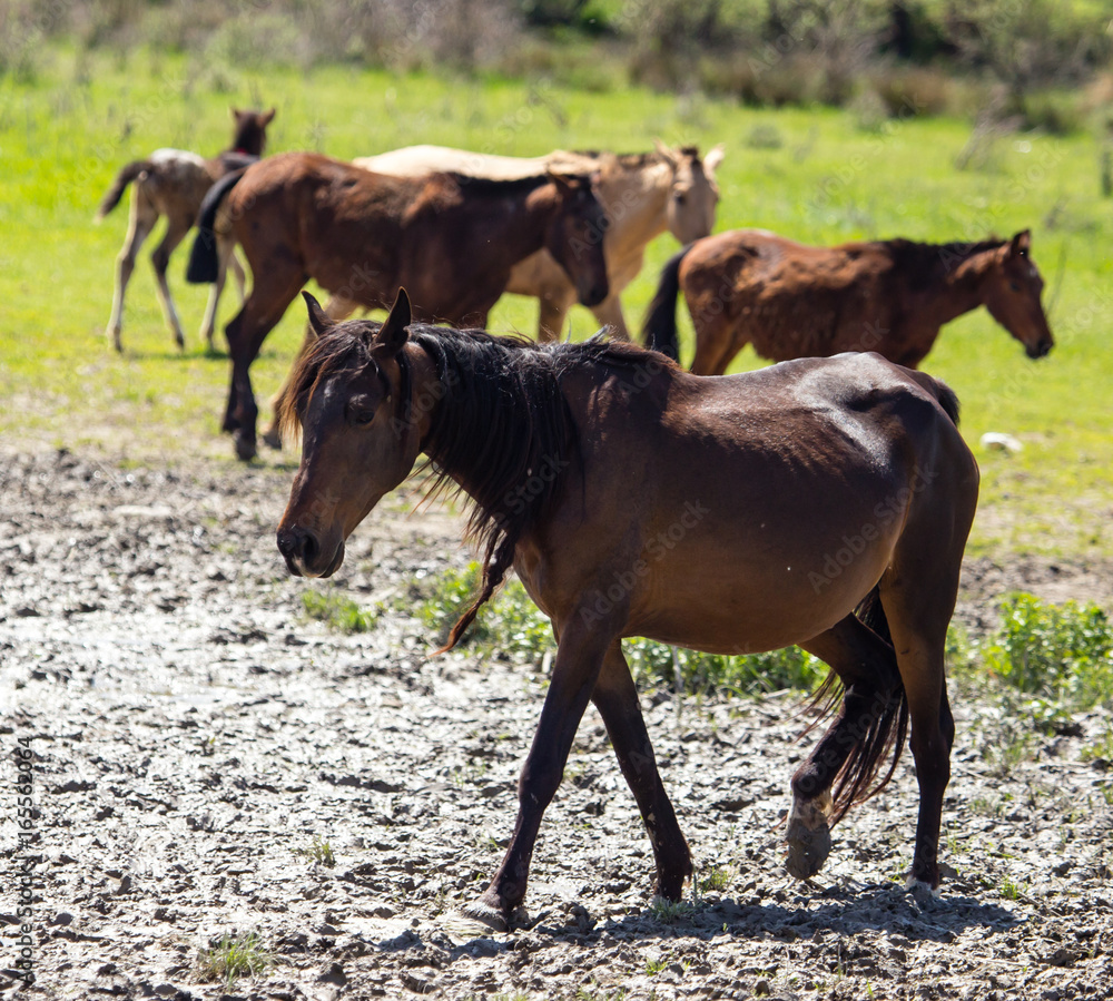 The horse walks on clay soil in the park The horse walks on clay soil in the park