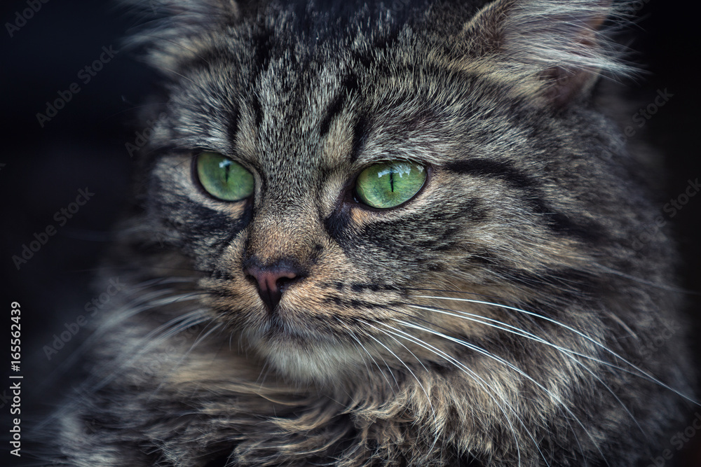 Junge Katze Portrait Junge Katze Portrait