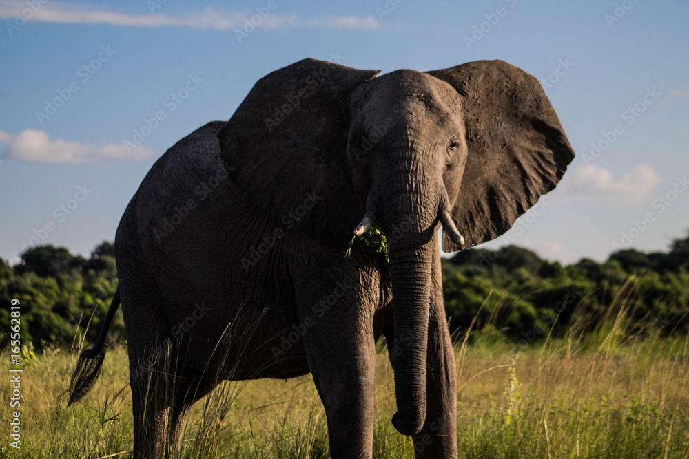 Obraz premium Elefant 