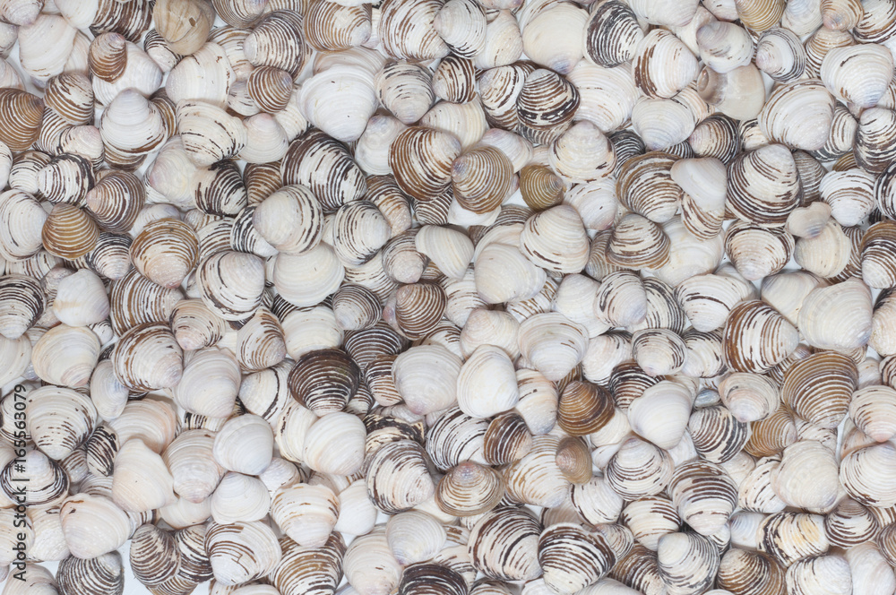 background of a lot of colorful shells