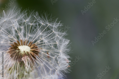 dandelion seeds close up on clored background