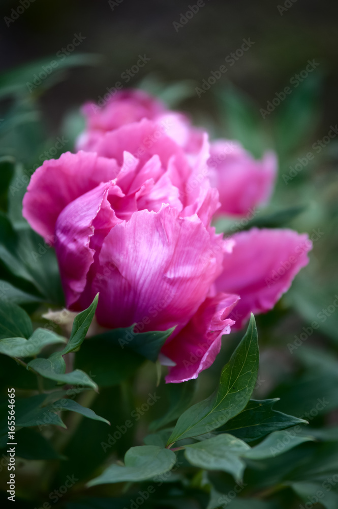 Big pink peony close-up on a background of green grass. Summer background, flower pattern
