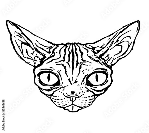 Sketch of evil cat of the Sphinx, close-up, isolated