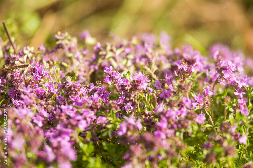 A beautiful closeup of a natural wild thyme flowers blossoming near the wood. Herbal tea. Closeup with a shallow depth of field. A beautiful closeup of a natural wild thyme flowers blossoming near the wood. Herbal tea. Closeup with a shallow depth of field.