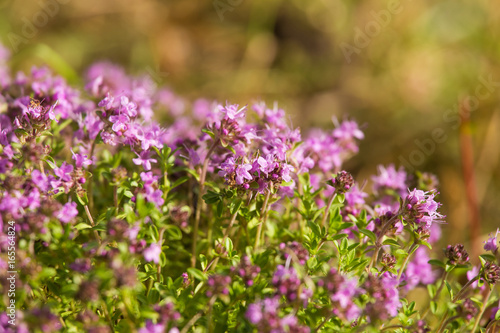 A beautiful closeup of a natural wild thyme flowers blossoming near the wood. Herbal tea. Closeup with a shallow depth of field.