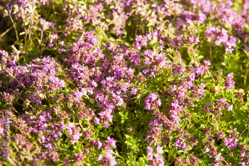 A beautiful closeup of a natural wild thyme flowers blossoming near the wood. Herbal tea. Closeup with a shallow depth of field. © dachux21