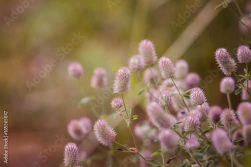 A beautiful closeup of a pale purple fluffy grass in the sunshine. Closeup with a shallow depth of field.