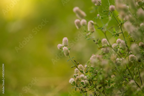 A beautiful closeup of a pale purple fluffy grass in the sunshine. Closeup with a shallow depth of field.