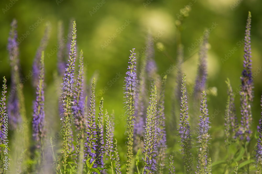A beautiful garden speedwells blossoming in a summer meadow. Plenty of wild veronicas. A beautiful garden speedwells blossoming in a summer meadow. Plenty of wild veronicas.
