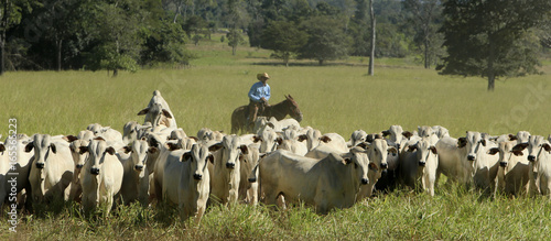 Fazenda de gado
