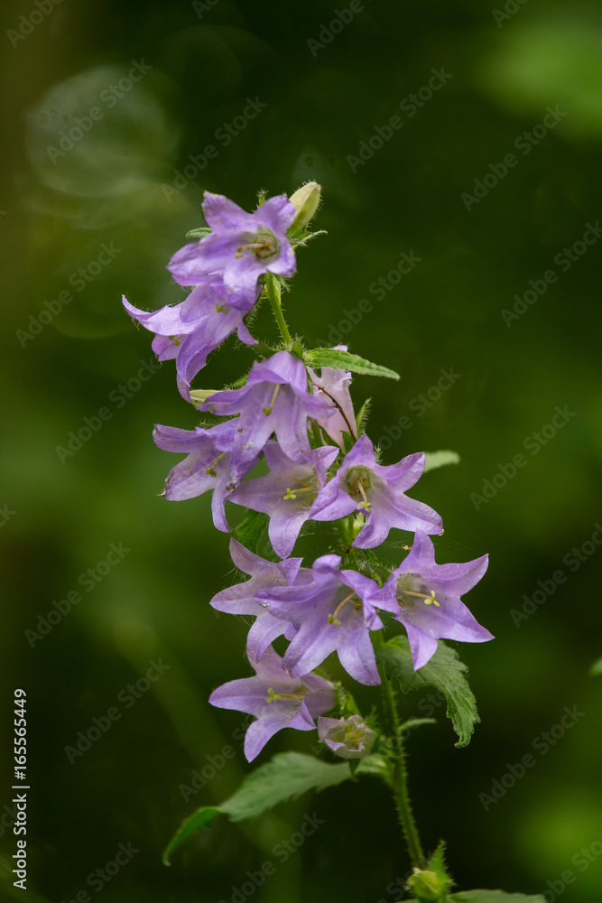 A beautiful blue bellflower blossoming in a forest. Vibrant closup with a shallow depth of field. A beautiful blue bellflower blossoming in a forest. Vibrant closup with a shallow depth of field.