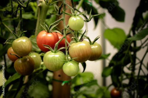 Wallpaper Mural  Tomato growing red  Torontodigital.ca