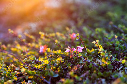 Flowers berry voroniha in the rays of the dawn sun on the tundra in the north of Russia © annatronova