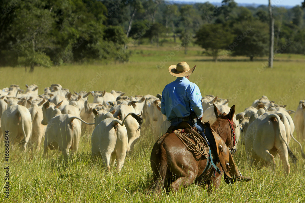 Fazenda de gado Stock Photo | Adobe Stock