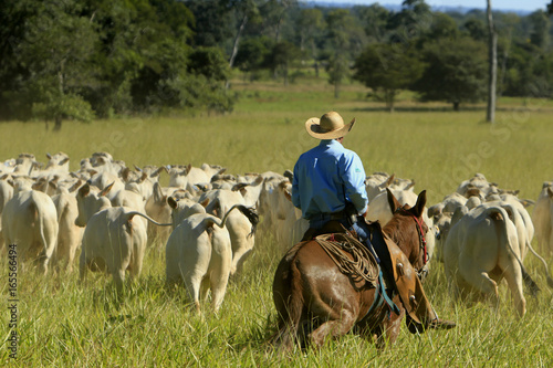 Fazenda de gado photo