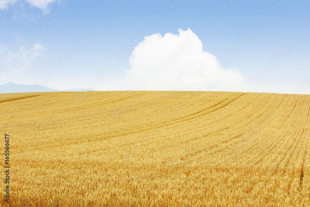 Fototapeta premium 小麦畑 北海道 Hokkaido summer wheat field