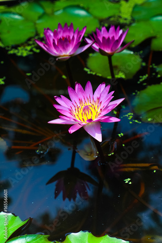 Three Pink lotus blossoms or water lily flowers blooming on pond