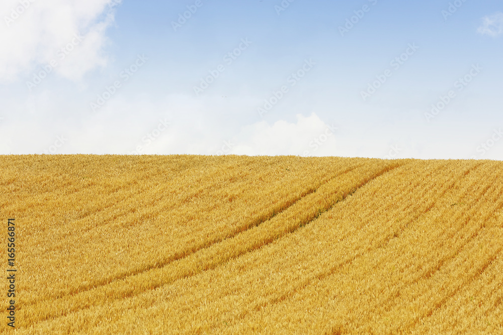 小麦畑　北海道　Hokkaido summer wheat field