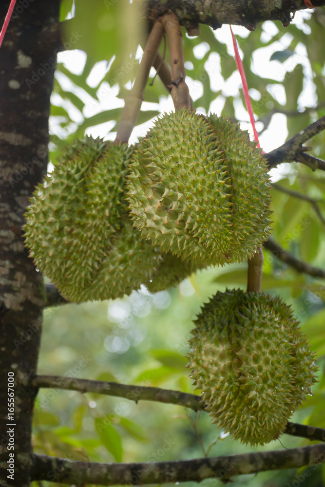 Durian fruit Durian fruit