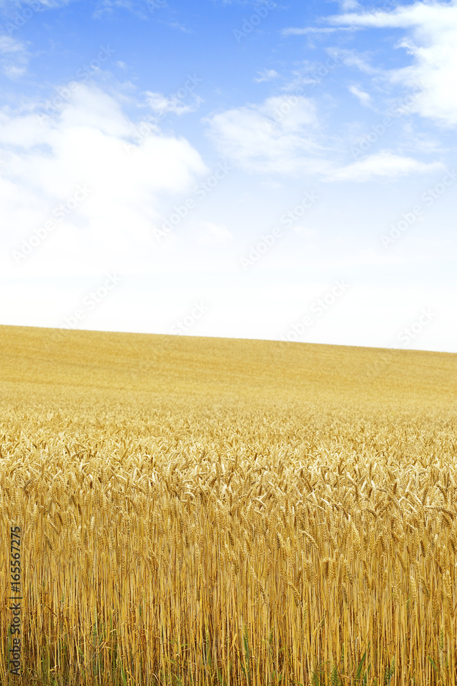 Fototapeta premium 北海道の小麦畑 Hokkaido summer wheat field