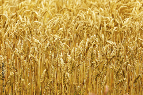                         Hokkaido summer wheat field