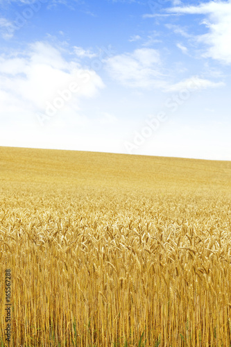北海道の小麦畑 Hokkaido summer wheat field