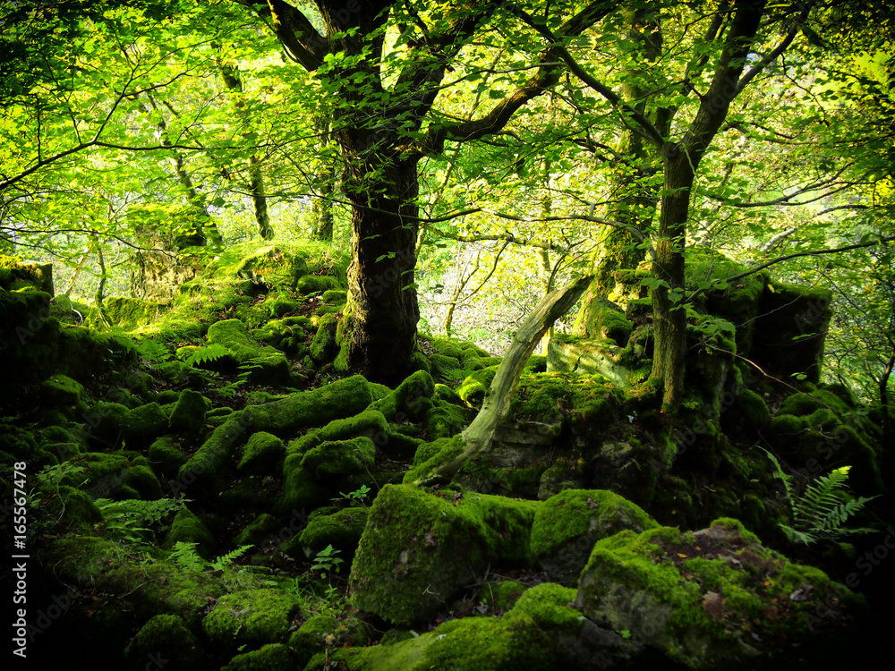 Obraz premium intense bright green woodland with moss covered boulders and bright green leaves