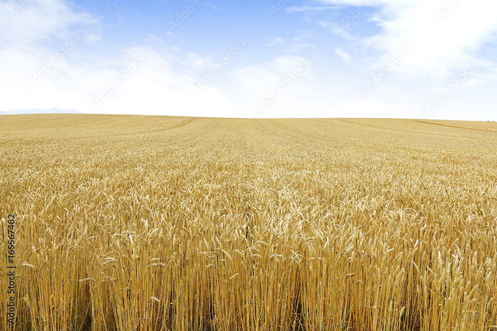 北海道の小麦畑　Hokkaido summer wheat field