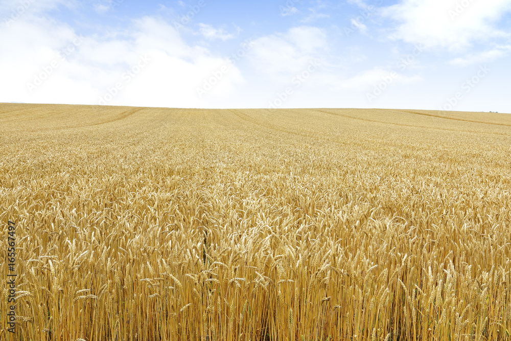 Fototapeta premium 北海道の小麦畑 Hokkaido summer wheat field