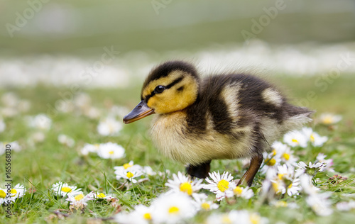 Bilde på lerret Cute fluffy Mallard duckling (Anas platyrhynchos)  wondering through spring dais