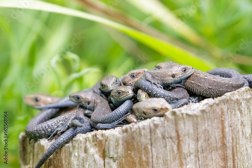 Lounge, group or bundle of Common Lizards (Zootoca vivipara) on a log stump