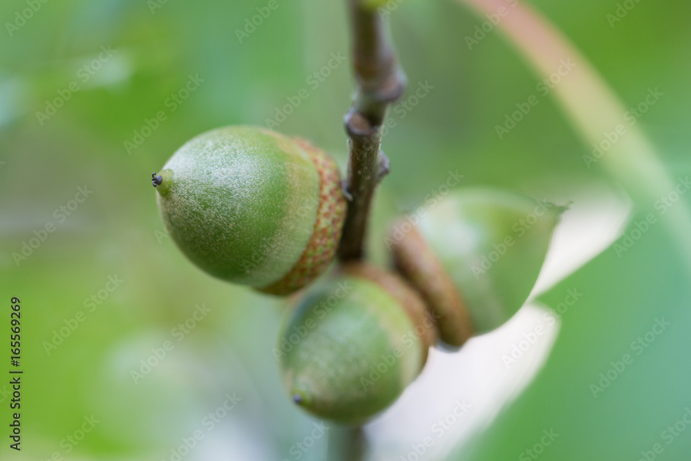 Obraz premium Acorns on a branch macro